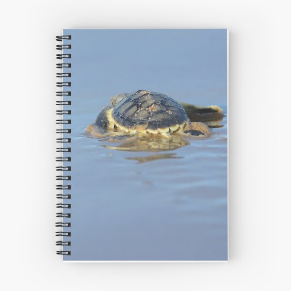 Item preview, An Australian flatback turtle hatchling designed and sold by Meg Forbes.