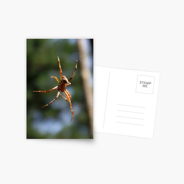 Spider Postcard