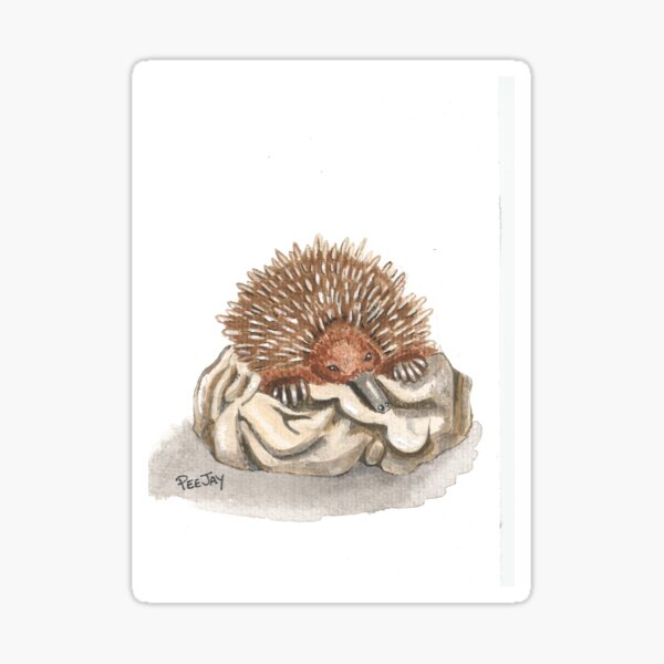 Sleeping Echidna Sticker
