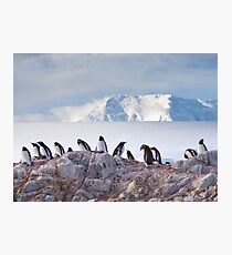 The Creche (Gentoo Penguins, Port Lockroy, Antarctica) Photographic Print