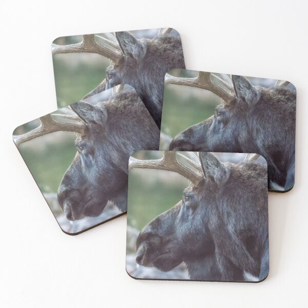 Item preview, Close-up of a Bull Moose designed and sold by Belinda Greb Photography.