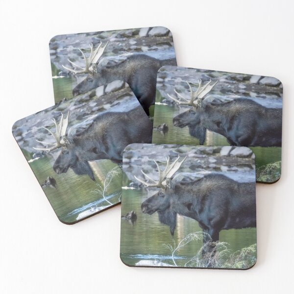 Item preview, Bull Moose Contemplating Where to Go designed and sold by Belinda Greb Photography.