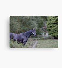 Warmblood gelding Canvas Print