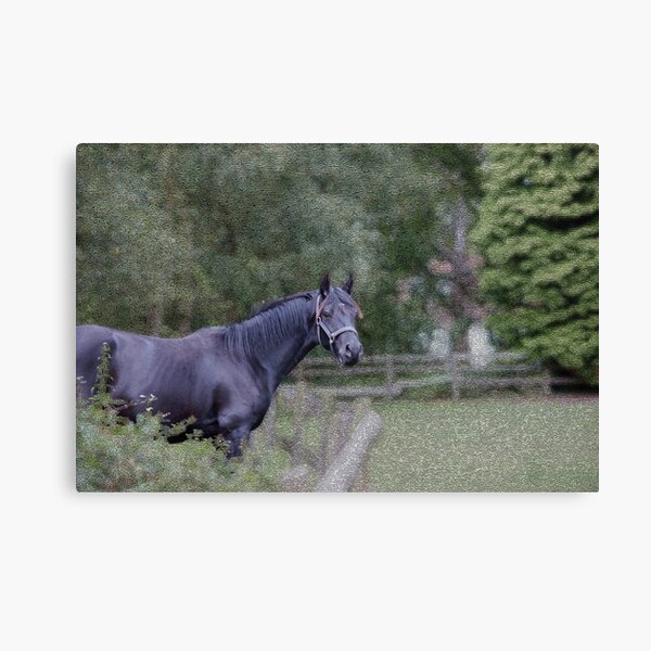 Warmblood gelding Impression sur toile