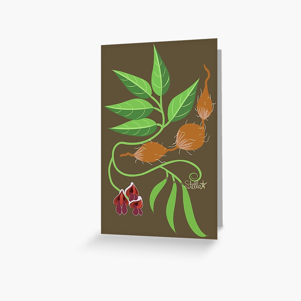 Groundnut - Apios Americana - Indian Potato Greeting Card