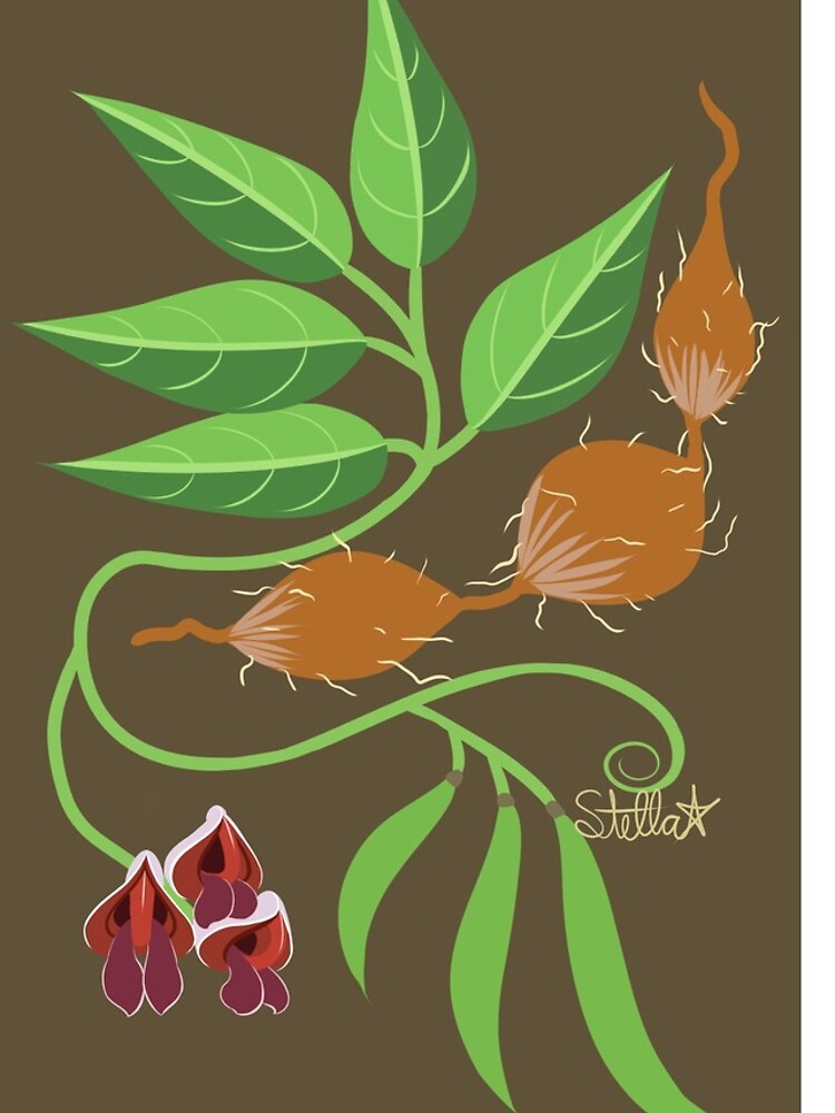 Groundnut - Apios Americana - Indian Potato by LegendofStella