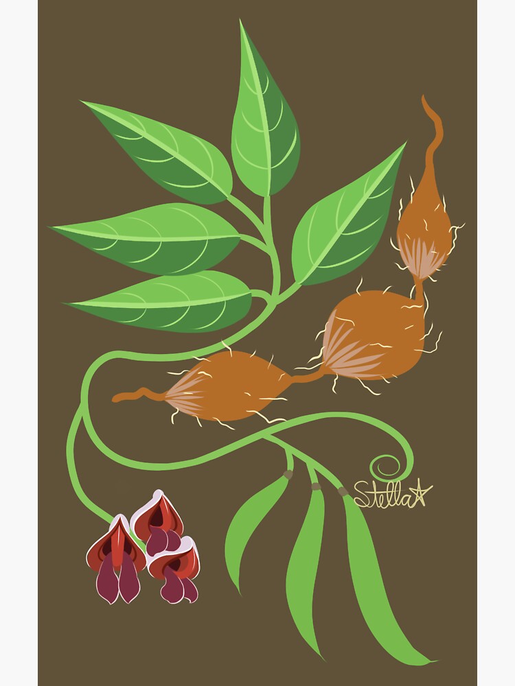 Groundnut - Apios Americana - Indian Potato by LegendofStella