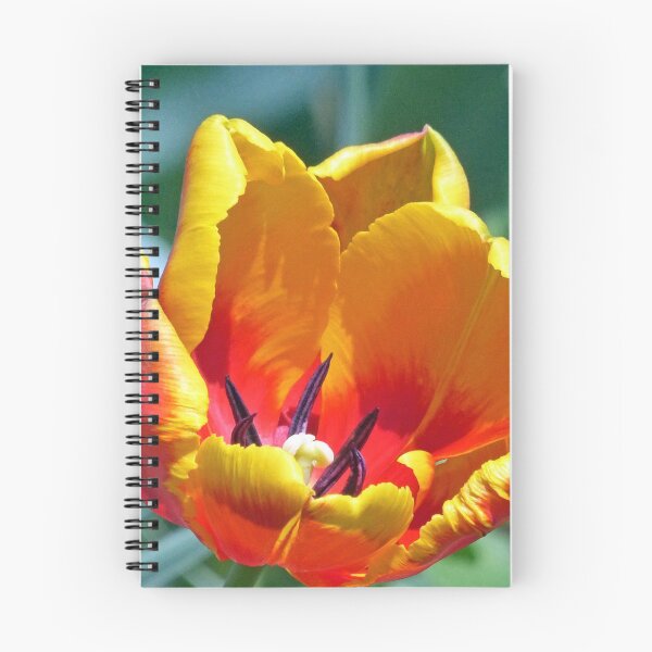 Item preview, Tulip designed and sold by Frankie Cat Photography.