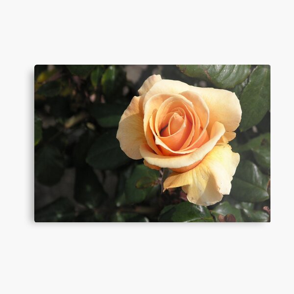 Peachy Rose #11 Metal Print