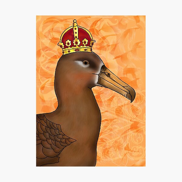 Black-footed Albatross Photographic Print