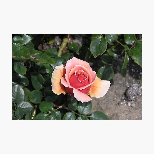 Item preview, Peachy Pink Strange Rose #16 designed and sold by Sandra Gray.