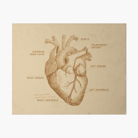 I Love You From The Bottom of My Right Ventricle Anatomy Art Board Print
