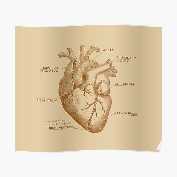 I Love You From The Bottom of My Right Ventricle Anatomy Poster