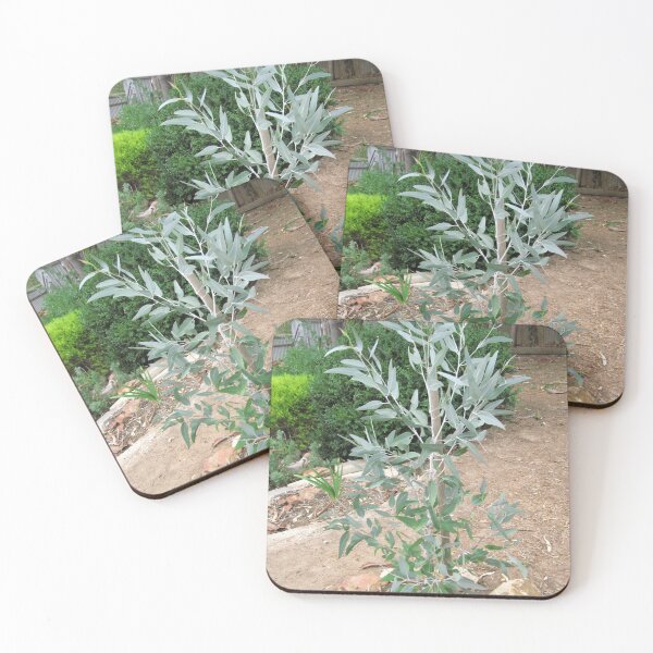 Item preview, Australian Native. Eucalyptus caesia Silver Princess Mallee. Growing well. designed and sold by RitaBlom.