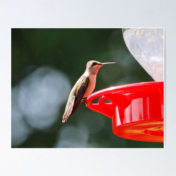 Ruby Throated Hummingbird Poster