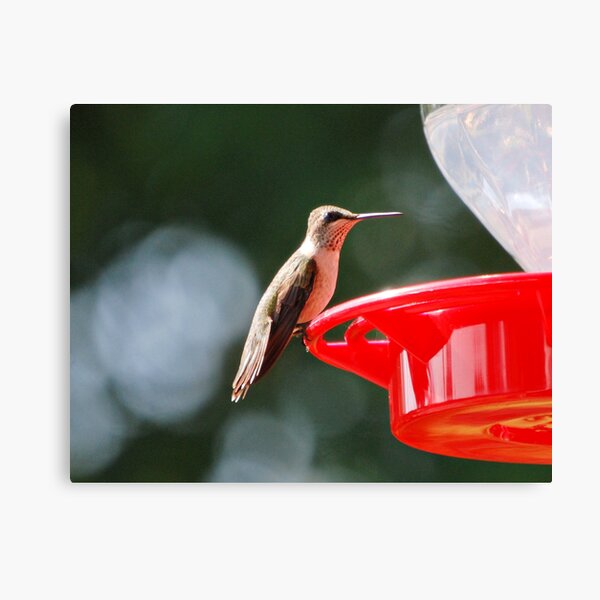 Ruby Throated Hummingbird Canvas Print