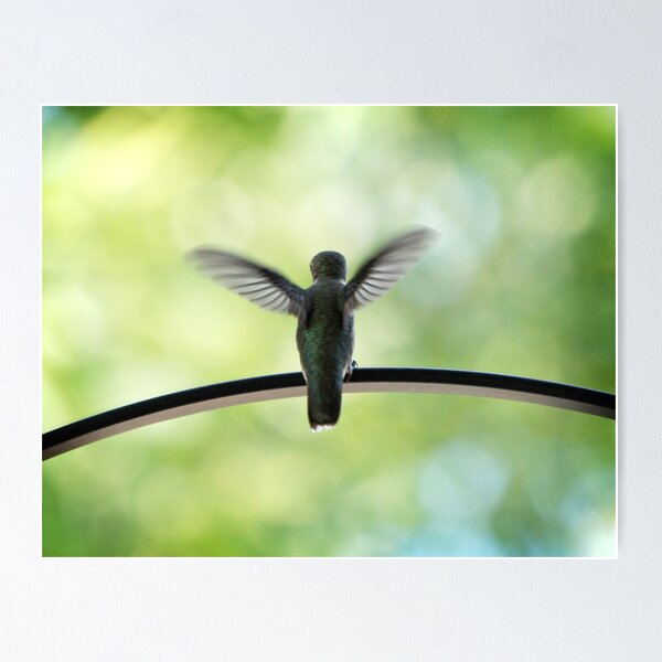 Ruby Throated Hummingbird Poster