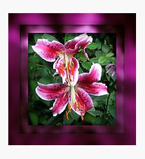 Star Gazer Lillies Photographic Print