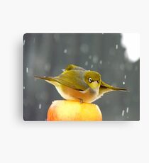 I Have A Sinking Feeling Hun!!! - Silvereyes - NZ ** Canvas Print