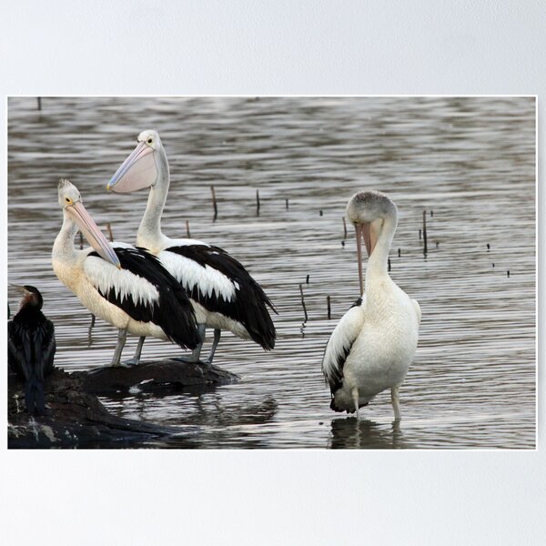 Item preview, Pelicans designed and sold by triciaoshea.