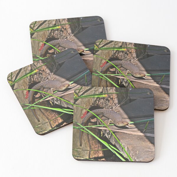 Item preview, A King Skink Warming Itself In The Sun designed and sold by Jason Gilbert.