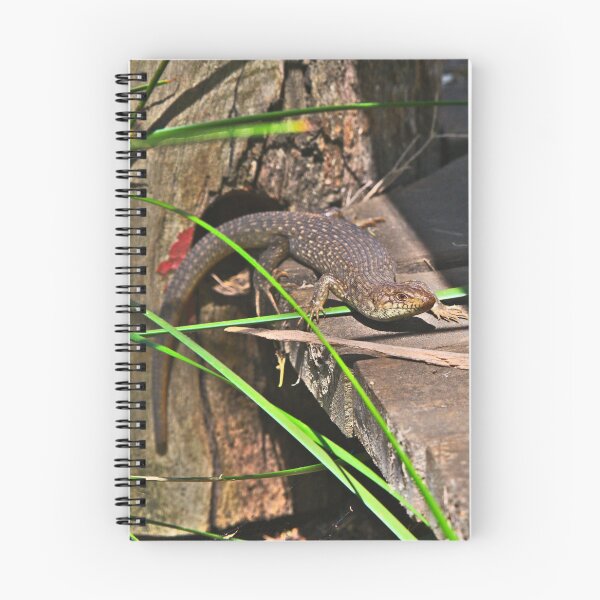 Item preview, A King Skink Warming Itself In The Sun designed and sold by Jason Gilbert.
