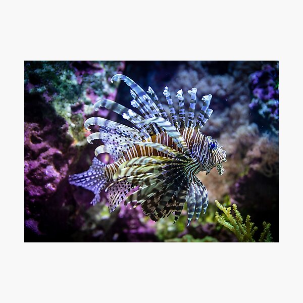 Spikes Photographic Print