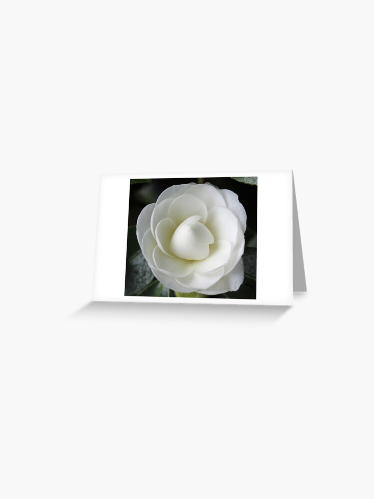 Tarjetas de felicitación «Camellia Japonica blanca en plena floración» de  mightymite | Redbubble