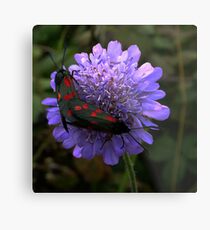 6 spot Burnet Moths Metal Print