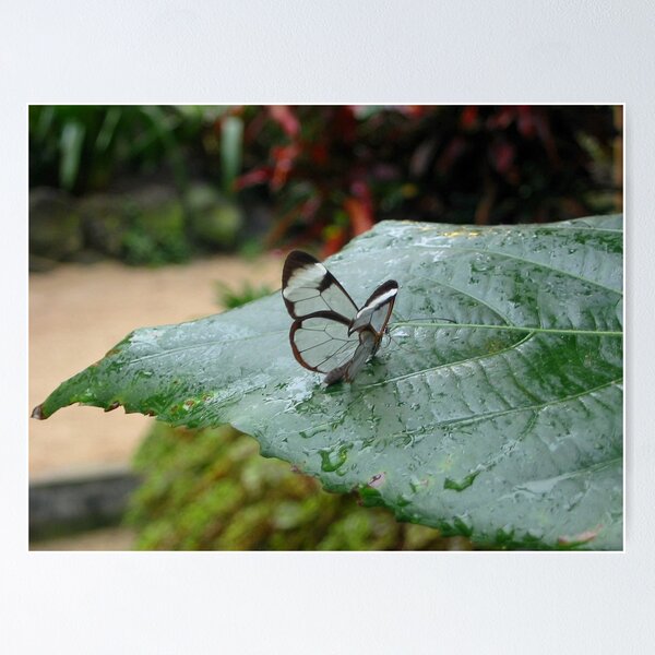 Item preview, a tiny little Glasswing designed and sold by ienemien.