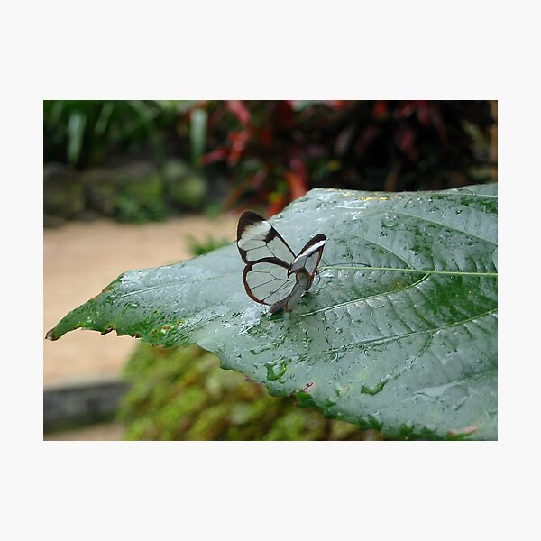 Item preview, a tiny little Glasswing designed and sold by ienemien.