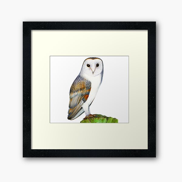 Barn Owl Bird Watercolor Artwork Painting Bird Hand-Painted Artwork Framed Art Print