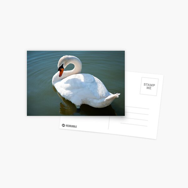 The Swan 1 Postcard