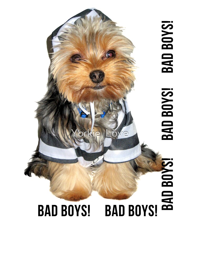 Yorkie best sale clothes boy