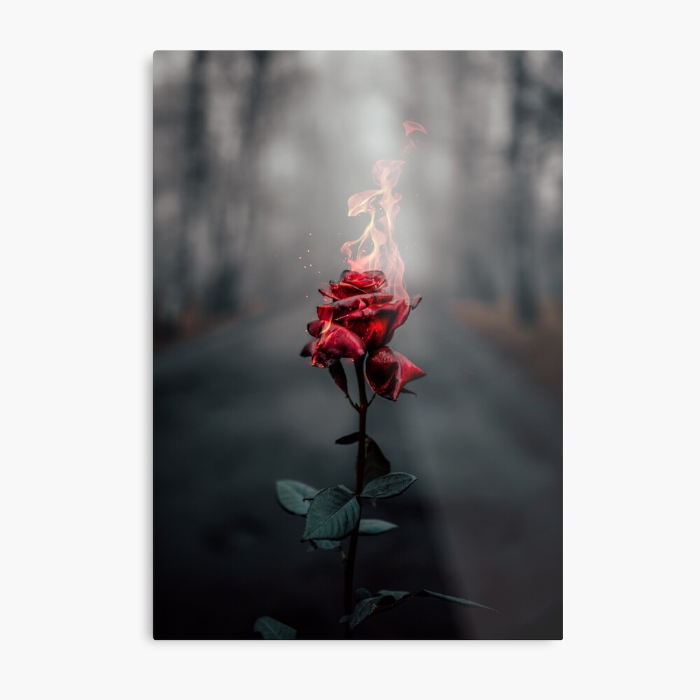 Rose flower Wallpaper 4K, Fire, Burning, Dark, Aesthetic