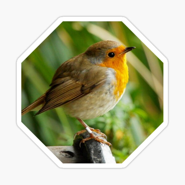 Item preview, British Wildlife: The Robin designed and sold by Fay Freshwater.
