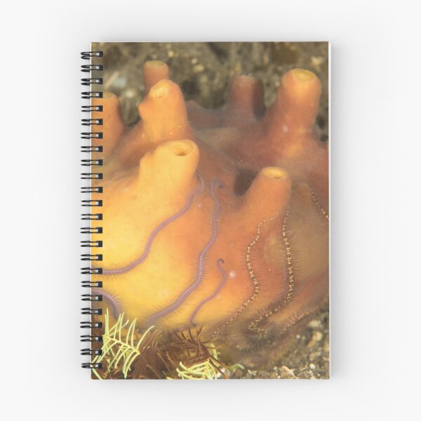Item preview, Sponge designed and sold by Mark Rosenstein.