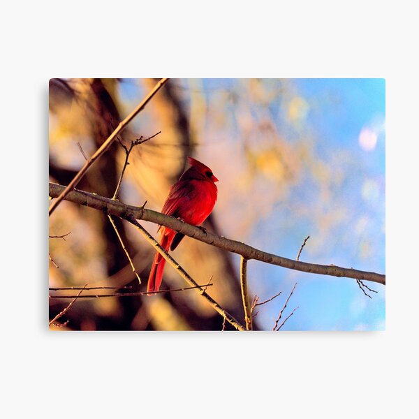 Cardinal in the Morning Sun Metal Print