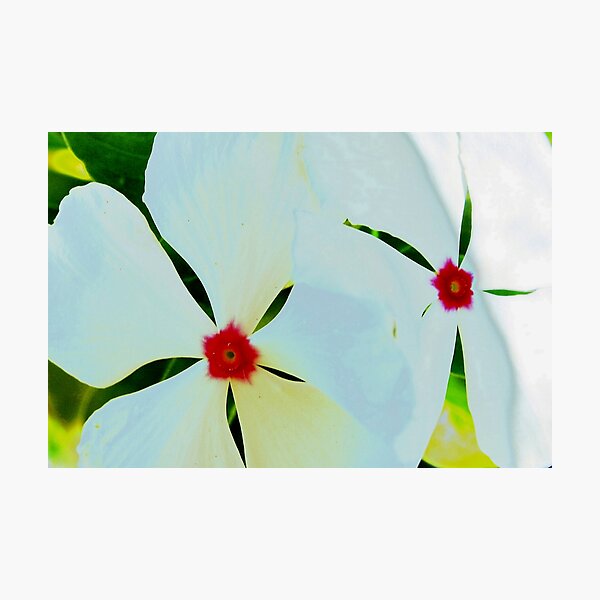 Artikelvorschau, Pair of periwinkles entworfen und verkauft von B. Randi Bailey.