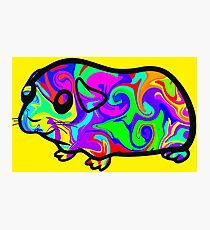 Guinea Pig Photographic Print