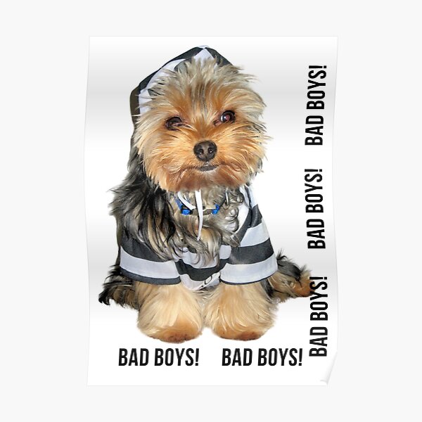 Yorkie Bad Boys! | Yorkshire Terrier Poster