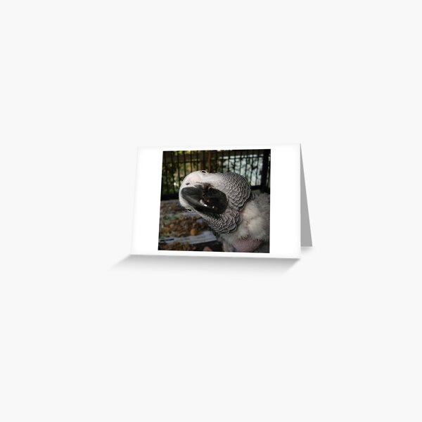 THE FUNNIEST BIRD IN FLORIDA Greeting Card