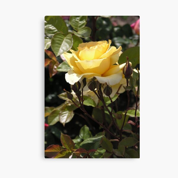 Pale Yellow Long Stemmed Rose #22 Canvas Print