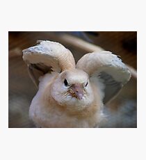 Look Mum..I Can Make Angel Wings!! - Juvenile Dove - NZ Photographic Print