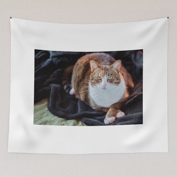 Item preview, Kitty posando designed and sold by JarrodMcKenna.