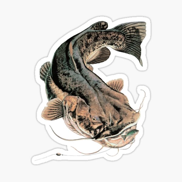Flathead Catfish Fishing Sticker