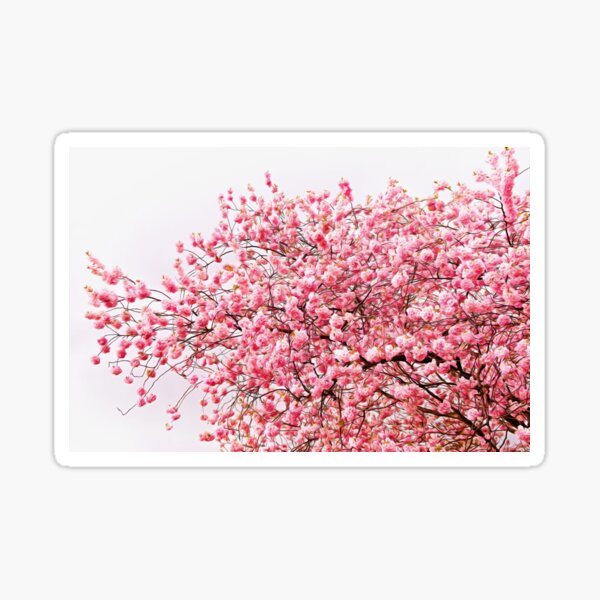 Sakura II Sticker