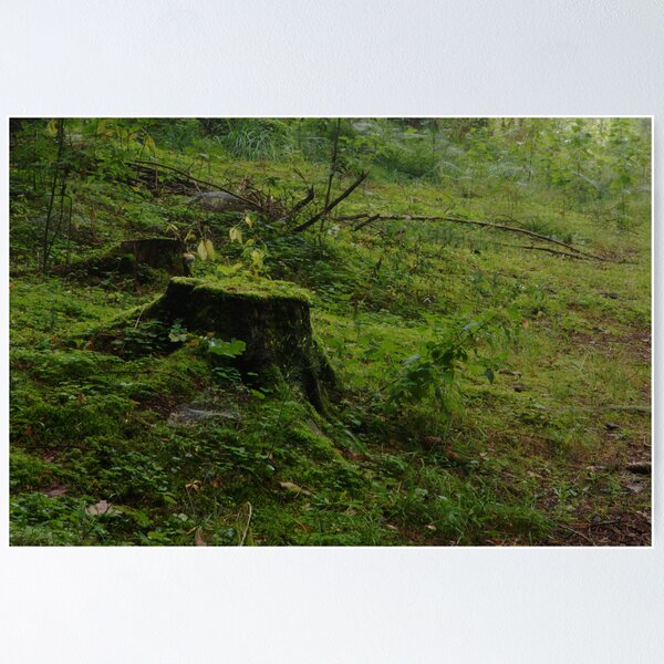 Item preview, Green colors in forest designed and sold by Antanas.
