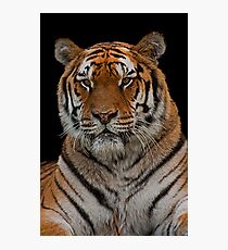 Amur Tiger Portrait Photographic Print