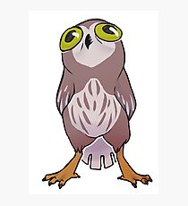 Owl Photographic Print